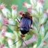 Red-spotted plant bug - Deraeocoris ruber | Fotografijos autorius : Romas Ferenca | © Macronature.eu | Macro photography web site