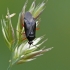 Red-spotted plant bug - Deraeocoris ruber | Fotografijos autorius : Darius Baužys | © Macrogamta.lt | Šis tinklapis priklauso bendruomenei kuri domisi makro fotografija ir fotografuoja gyvąjį makro pasaulį.