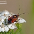 Red-spotted plant bug - Deraeocoris ruber | Fotografijos autorius : Darius Baužys | © Macronature.eu | Macro photography web site