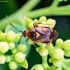 Red-spotted plant bug - Deraeocoris ruber | Fotografijos autorius : Virginijus Jaseliunas | © Macronature.eu | Macro photography web site
