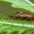 Red-spotted plant bug - Deraeocoris ruber | Fotografijos autorius : Žilvinas Pūtys | © Macronature.eu | Macro photography web site