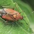 Red-spotted plant bug - Deraeocoris ruber | Fotografijos autorius : Gintautas Steiblys | © Macronature.eu | Macro photography web site
