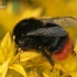 Red-tailed Bumblebee - Bombus lapidarius  | Fotografijos autorius : Gintautas Steiblys | © Macronature.eu | Macro photography web site