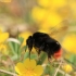 Red-tailed Bumblebee - Bombus lapidarius | Fotografijos autorius : Ramunė Vakarė | © Macronature.eu | Macro photography web site