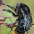 Red-tailed Cuckoo Bumblebee - Bombus (Psithyrus) rupestris | Fotografijos autorius : Gintautas Steiblys | © Macronature.eu | Macro photography web site