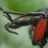 Red-thighed St Mark's fly - Bibio pomonae ♀ | Fotografijos autorius : Žilvinas Pūtys | © Macronature.eu | Macro photography web site