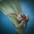 Reed Jumper - Marpissa radiata | Fotografijos autorius : Mindaugas Leliunga | © Macrogamta.lt | Šis tinklapis priklauso bendruomenei kuri domisi makro fotografija ir fotografuoja gyvąjį makro pasaulį.