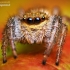 Reed Jumper - Marpissa radiata | Fotografijos autorius : Lukas Jonaitis | © Macronature.eu | Macro photography web site