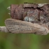 Reed Leopard - Phragmataecia castaneae ♂ | Fotografijos autorius : Žilvinas Pūtys | © Macronature.eu | Macro photography web site