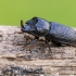 Rhinoceros Stag Beetle | Sinodendron cylindricum | Fotografijos autorius : Darius Baužys | © Macronature.eu | Macro photography web site