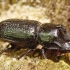 Rhinoceros Stag Beetle - Sinodendron cylindricum | Fotografijos autorius : Romas Ferenca | © Macronature.eu | Macro photography web site