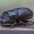 Rhinoceros Stag Beetle - Sinodendron cylindricum ♂ | Fotografijos autorius : Žilvinas Pūtys | © Macronature.eu | Macro photography web site