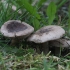 Ankstyvoji tauriabudė - Rhizocybe pruinosa  | Fotografijos autorius : Vytautas Gluoksnis | © Macrogamta.lt | Šis tinklapis priklauso bendruomenei kuri domisi makro fotografija ir fotografuoja gyvąjį makro pasaulį.