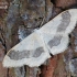 Riband Wave - Idaea aversata f. remutata  | Fotografijos autorius : Arūnas Eismantas | © Macronature.eu | Macro photography web site