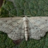 Riband Wave - Idaea aversata f. remutata | Fotografijos autorius : Žilvinas Pūtys | © Macronature.eu | Macro photography web site