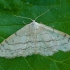 Riband Wave - Idaea aversata f. remutata | Fotografijos autorius : Žilvinas Pūtys | © Macronature.eu | Macro photography web site