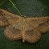 Riband Wave - Idaea aversata | Fotografijos autorius : Eglė Vičiuvienė | © Macronature.eu | Macro photography web site