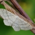 Riband Wave - Idaea aversata | Fotografijos autorius : Arūnas Eismantas | © Macronature.eu | Macro photography web site