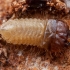 Ribbed pine borer - Rhagium inquisitor, larva | Fotografijos autorius : Žilvinas Pūtys | © Macronature.eu | Macro photography web site