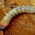 Ribbed pine borer - Rhagium inquisitor, larva | Fotografijos autorius : Romas Ferenca | © Macronature.eu | Macro photography web site