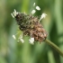 Ribwort plantain - Plantago lanceolata | Fotografijos autorius : Vytautas Gluoksnis | © Macronature.eu | Macro photography web site