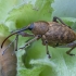 Riešutinis vaisiastraublis - Curculio nucum | Fotografijos autorius : Žilvinas Pūtys | © Macrogamta.lt | Šis tinklapis priklauso bendruomenei kuri domisi makro fotografija ir fotografuoja gyvąjį makro pasaulį.