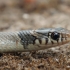 Ring-headed dwarf snake - Eirenis modestus | Fotografijos autorius : Gintautas Steiblys | © Macrogamta.lt | Šis tinklapis priklauso bendruomenei kuri domisi makro fotografija ir fotografuoja gyvąjį makro pasaulį.