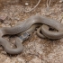 Ring-headed dwarf snake - Eirenis modestus | Fotografijos autorius : Žilvinas Pūtys | © Macronature.eu | Macro photography web site