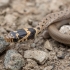 Ring-headed dwarf snake - Eirenis modestus | Fotografijos autorius : Žilvinas Pūtys | © Macronature.eu | Macro photography web site