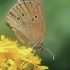 Ringlet - Aphantopus hyperantus | Fotografijos autorius : Gintautas Steiblys | © Macronature.eu | Macro photography web site