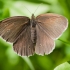Tamsusis satyras - Aphantopus hyperantus | Fotografijos autorius : Jovita Poviliūnaitė | © Macronature.eu | Macro photography web site