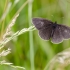 Ringlet | Fotografijos autorius : Darius Baužys | © Macronature.eu | Macro photography web site