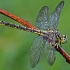 Geltonkojis laumžirgis - Gomphus flavipes | Fotografijos autorius : Povilas Sakalauskas | © Macronature.eu | Macro photography web site