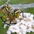 Geltonkojis laumžirgis - Gomphus flavipes | Fotografijos autorius : Povilas Sakalauskas | © Macronature.eu | Macro photography web site