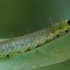 Rožinis archipsas - Archips rosana, vikšras | Fotografijos autorius : Gintautas Steiblys | © Macrogamta.lt | Šis tinklapis priklauso bendruomenei kuri domisi makro fotografija ir fotografuoja gyvąjį makro pasaulį.