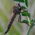 Robber Fly - Didysmachus picipes? | Fotografijos autorius : Oskaras Venckus | © Macronature.eu | Macro photography web site