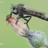 Robber Fly - Didysmachus picipes | Fotografijos autorius : Arūnas Eismantas | © Macrogamta.lt | Šis tinklapis priklauso bendruomenei kuri domisi makro fotografija ir fotografuoja gyvąjį makro pasaulį.