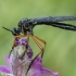 Orange-legged Robberfly - Dioctria oelandica | Fotografijos autorius : Žilvinas Pūtys | © Macronature.eu | Macro photography web site