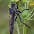 Pied-winged Robberfly - Pamponerus germanicus ♀ | Fotografijos autorius : Žilvinas Pūtys | © Macronature.eu | Macro photography web site