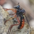 Robber Fly - Saropogon sp. ♀ | Fotografijos autorius : Gintautas Steiblys | © Macrogamta.lt | Šis tinklapis priklauso bendruomenei kuri domisi makro fotografija ir fotografuoja gyvąjį makro pasaulį.