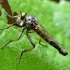 Robber fly - Asilidae sp. | Fotografijos autorius : Kazimieras Martinaitis | © Macronature.eu | Macro photography web site