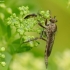 Plėšriamusė - Asilidae sp. | Fotografijos autorius : Vidas Brazauskas | © Macronature.eu | Macro photography web site