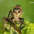 Robber fly - Asilidae | Fotografijos autorius : Lukas Jonaitis | © Macronature.eu | Macro photography web site