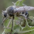 Robber fly - Crobilocerus megilliformis ♀ | Fotografijos autorius : Žilvinas Pūtys | © Macronature.eu | Macro photography web site