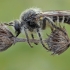 Robber fly - Crobilocerus megilliformis ♀ | Fotografijos autorius : Gintautas Steiblys | © Macrogamta.lt | Šis tinklapis priklauso bendruomenei kuri domisi makro fotografija ir fotografuoja gyvąjį makro pasaulį.