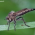 Robber fly - Machimus rusticus ♀ | Fotografijos autorius : Žilvinas Pūtys | © Macronature.eu | Macro photography web site