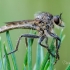 Robber fly - Machimus rusticus | Fotografijos autorius : Darius Baužys | © Macronature.eu | Macro photography web site