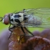 Root-maggot Fly - Anthomyia procellaris ♂ | Fotografijos autorius : Žilvinas Pūtys | © Macronature.eu | Macro photography web site