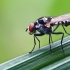 Root-maggot Fly - Anthomyia sp. | Fotografijos autorius : Gintautas Steiblys | © Macronature.eu | Macro photography web site