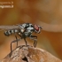 Root-maggot Fly - Anthomyia sp. | Fotografijos autorius : Darius Baužys | © Macronature.eu | Macro photography web site